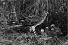 marsh hawk - common harrier of North America and Europe