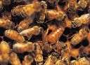 Africanized bee - a strain of bees that originated in Brazil in the 1950s as a cross between an aggressive African bee and a honeybee