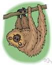 family Megalonychidae - mammal family consisting of the two-toed sloths