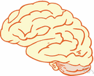 cerebellum - a major division of the vertebrate brain