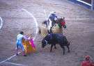 picador - the horseman who pricks the bull with a lance early in the bullfight to goad the bull and to make it keep its head low