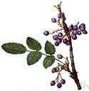 holly-leaves barberry - ornamental evergreen shrub of Pacific coast of North America having dark green pinnate leaves and racemes of yellow flowers followed by blue-black berries