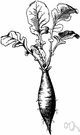 radish - Eurasian plant widely cultivated for its edible pungent root usually eaten raw