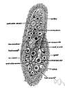 vacuolated - formed into or containing one or more vacuoles or small membrane-bound cavities within a cell