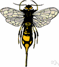 hornet - large stinging paper wasp