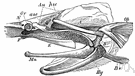Ganoidei - a group of mostly extinct primitive bony fishes characterized by armor-like bony scales