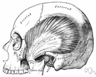 arcus zygomaticus - the slender arch formed by the temporal process of the cheekbone that bridges to the zygomatic process of the temporal bone