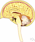 hypothalamus - a basal part of the diencephalon governing autonomic nervous system