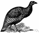 turkey - flesh of large domesticated fowl usually roasted