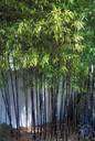 Bambusa - tall tender clumping bamboos