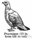 ptarmigan - large Arctic and subarctic grouse with feathered feet and usually white winter plumage
