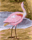 roseate spoonbill - tropical rose-colored New World spoonbill