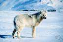Canis lupus tundrarum - wolf of Arctic North America having white fur and a black-tipped tail