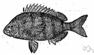 Lagodon - a genus of Sparidae