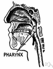 throat - the passage to the stomach and lungs