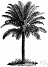 cycad - any tropical gymnosperm of the order Cycadales