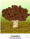 brain mushroom - a poisonous gyromitra
