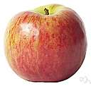 apple - fruit with red or yellow or green skin and sweet to tart crisp whitish flesh