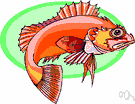 ocean perch - North Atlantic rockfish
