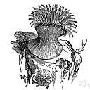Carpobrotus edulis - low-growing South African succulent plant having a capsular fruit containing edible pulp