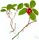 ground-berry - creeping shrub of eastern North America having white bell-shaped flowers followed by spicy red berrylike fruit and shiny aromatic leaves that yield wintergreen oil