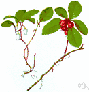 teaberry - creeping shrub of eastern North America having white bell-shaped flowers followed by spicy red berrylike fruit and shiny aromatic leaves that yield wintergreen oil