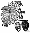 Juglans cinerea - North American walnut tree having light-brown wood and edible nuts