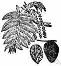 white walnut - North American walnut tree having light-brown wood and edible nuts