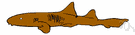 nurse shark - small bottom-dwelling shark of warm shallow waters on both coasts of North America and South America and from southeast Asia to Australia