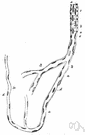capillary - any of the minute blood vessels connecting arterioles with venules