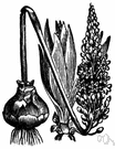 squill - having dense spikes of small white flowers and yielding a bulb with medicinal properties