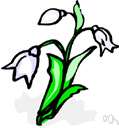 silky wisteria - a wisteria of China having white flowers