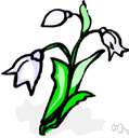 Wisteria venusta - a wisteria of China having white flowers