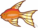 Carassius carassius - European carp closely resembling wild goldfish