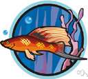 poeciliid fish - small usually brightly-colored viviparous surface-feeding fishes of fresh or brackish warm waters