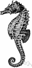hippocampus - seahorses