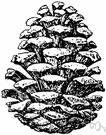 Pinus - type genus of the Pinaceae: large genus of true pines