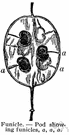 funicle - the stalk of a plant ovule or seed