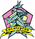 eucalyptus - wood of any of various eucalyptus trees valued as timber