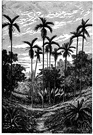 cabbage palm - Australian palm with leaf buds that are edible when young