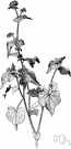 Fagopyrum - buckwheat