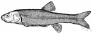 chub - European freshwater game fish with a thick spindle-shaped body