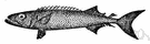 Ruvettus pretiosus - very large deep-water snake mackerel