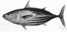 skipjack tuna - oceanic schooling tuna of considerable value in Pacific but less in Atlantic