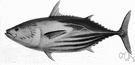 skipjack - oceanic schooling tuna of considerable value in Pacific but less in Atlantic