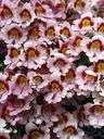 schizanthus - any plant of the genus Schizanthus having finely divided leaves and showy variegated flowers