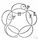 hypocycloid - a line generated by a point on a circle that rolls around inside another circle
