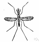 malarial - of or infected by or resembling malaria