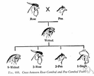 Crossing - definition of crossing by The Free Dictionary