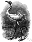 Grus americana - rare North American crane having black-and-white plumage and a trumpeting call